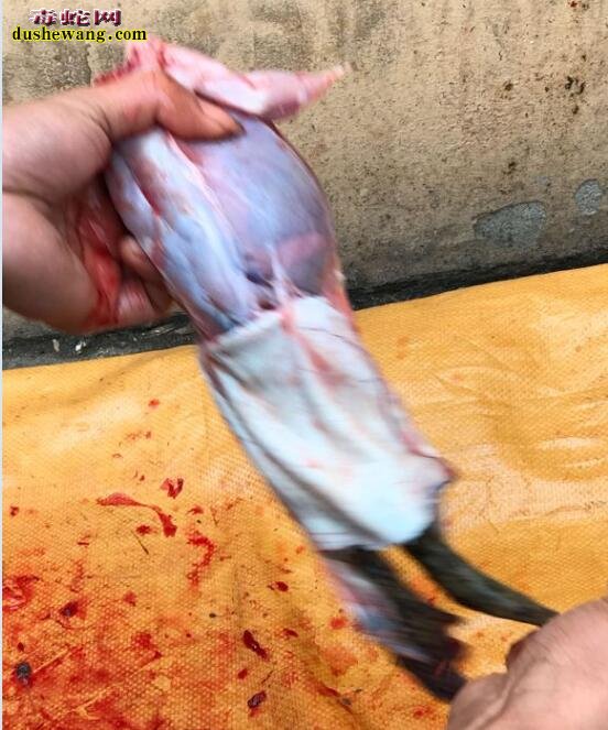 杀牛蛙图片:直播牛人宰杀牛蛙全过程!
