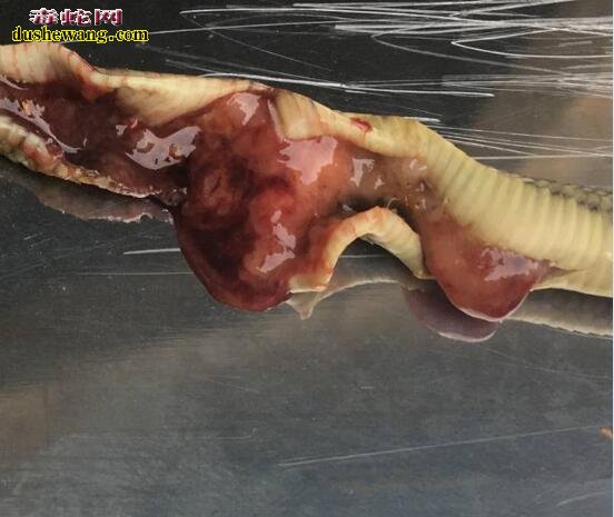 图说养蛇:水律蛇苗肚子不常见高度鼓胀解剖分析!