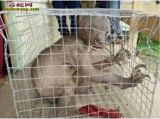 揭秘:网传野外抓到的无毛怪物!被农村老人识别出来!