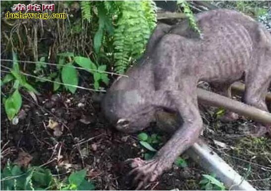 揭秘:网传野外抓到的无毛怪物!被农村老人识别出来!