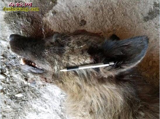 美国动物学家发现类似“狼人”诡异生物!看似狼但不是狼!