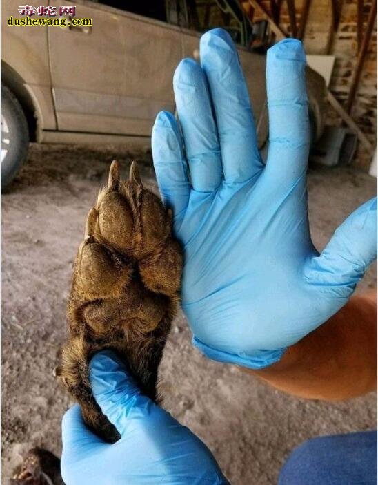 美国动物学家发现类似“狼人”诡异生物!看似狼但不是狼!
