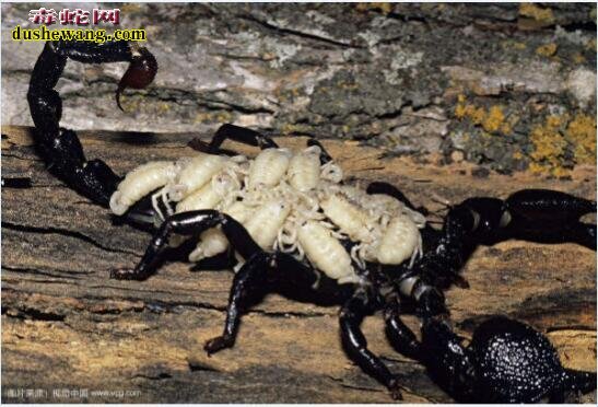 世界上最大的蝎子图片