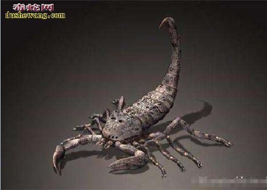 世界上最大的蝎子图片