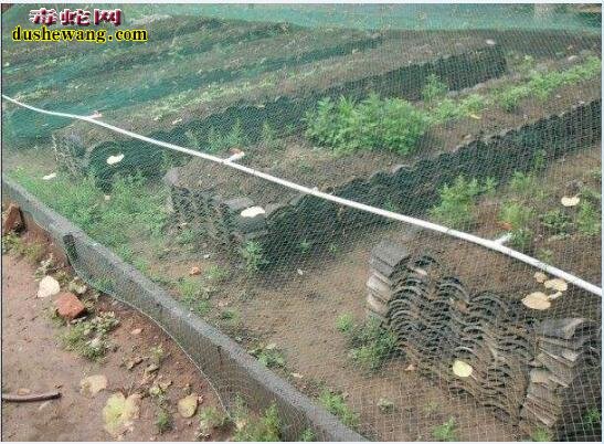 蝎子养殖图片