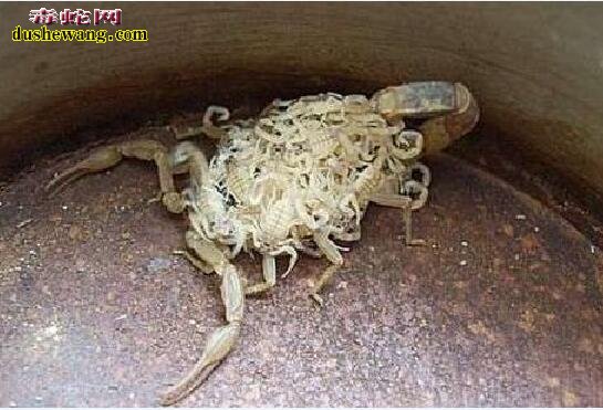 蝎子养殖图片