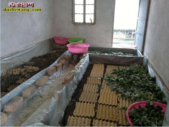 蝎子养殖图片