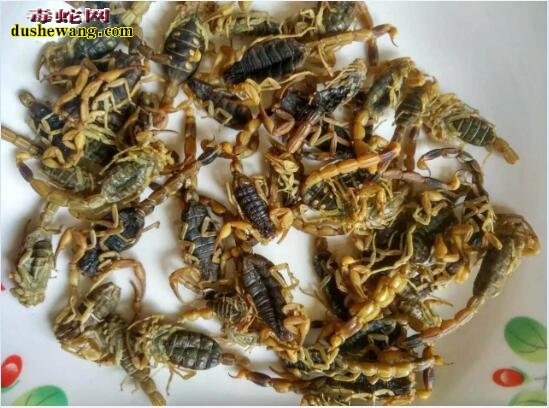 蝎子图片