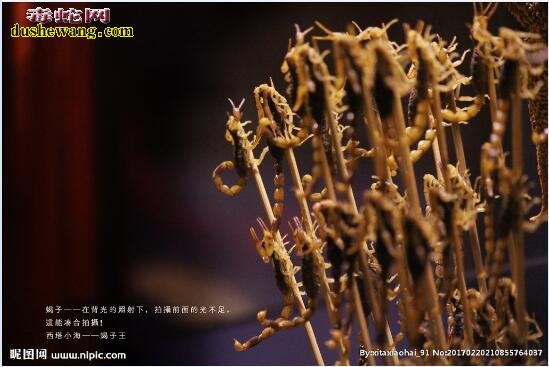 蝎子图片