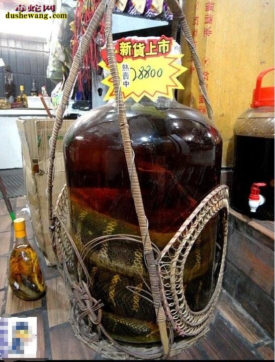 过山峰蛇酒图片