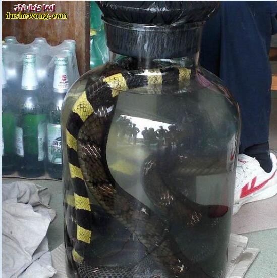 过山峰蛇酒图片,炮制的过山峰蛇和金环蛇图片