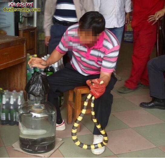 眼镜王蛇活蛇泡酒你看过吗?实拍眼镜王蛇泡酒全过程