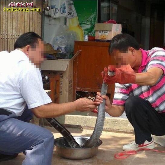 眼镜王蛇活蛇泡酒你看过吗?实拍眼镜王蛇泡酒全过程