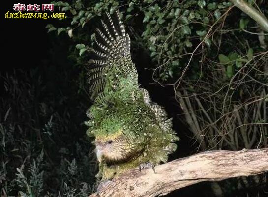 鸮鹦鹉：世界上最“蠢萌”的鸟！从树上掉下来会摔死！