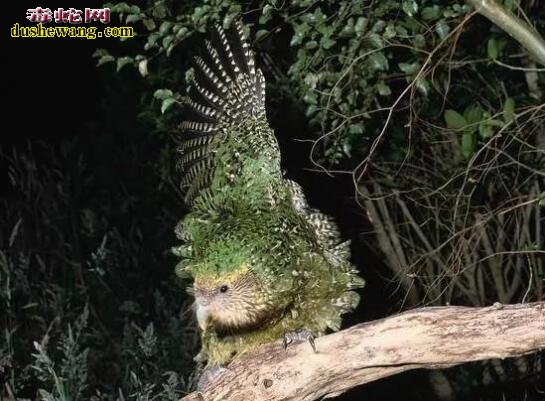 鸮鹦鹉:世界上最“蠢萌”的鸟!从树上掉下来会摔死!