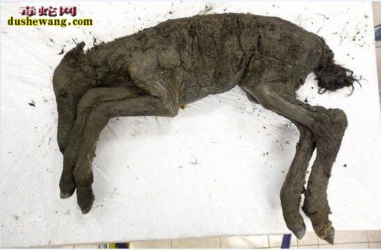 科学家发现史前马-雅库特马:已经被冰封4万年!