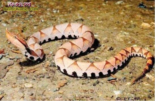 中国毒蛇比较多，哪些毒蛇比较常见？