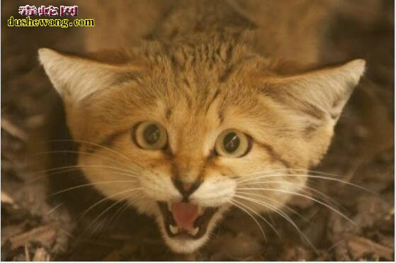 沙丘猫：世界上最害羞的猫！最喜欢吃毒蛇！