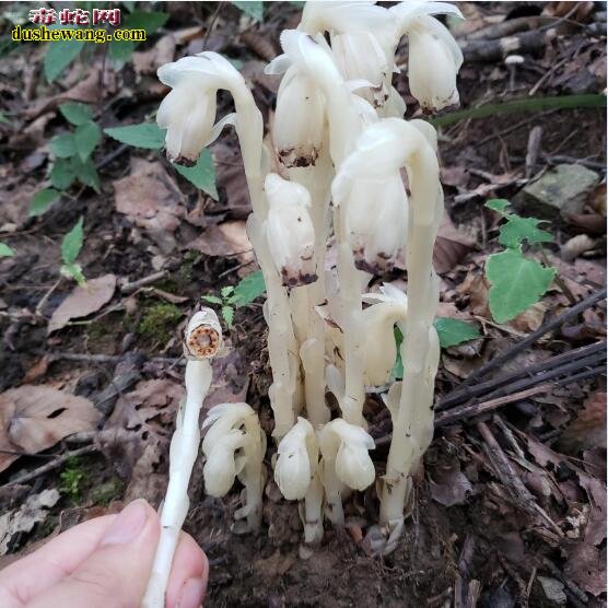 “死亡之花”是什么物种?陕西90后小伙深山采蜜意外发现!