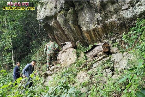 “死亡之花”是什么物种?陕西90后小伙深山采蜜意外发现!