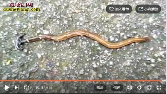是两头蛇还是新物种!镰刀头怪物究竟是什么物种【带视频】