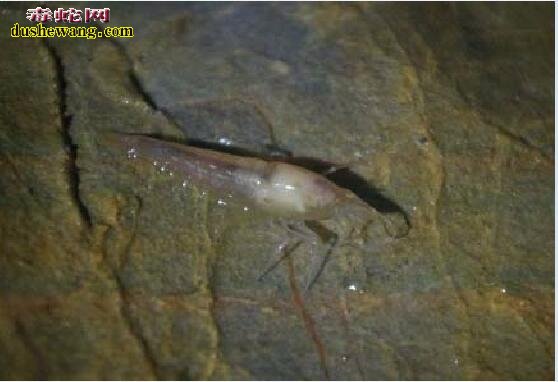 广西河池洞穴现珍稀水生物！