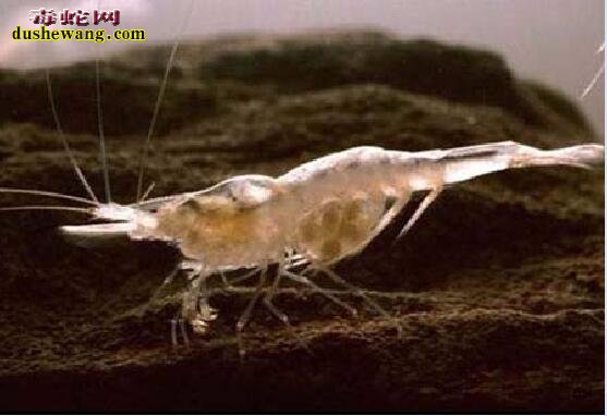 广西河池洞穴现珍稀水生物!
