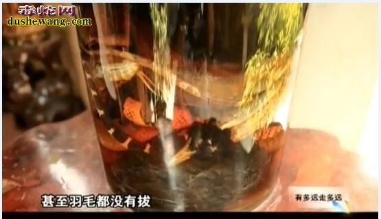 实拍:越南蛇村品尝蛇血酒