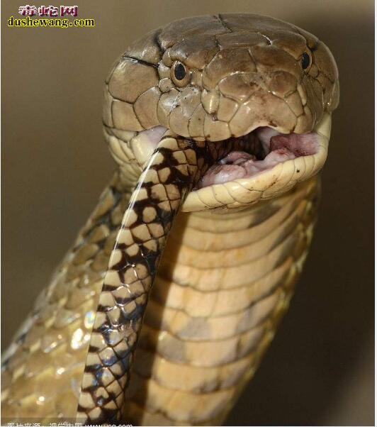 眼镜王蛇幼体摘毒腺手术组图