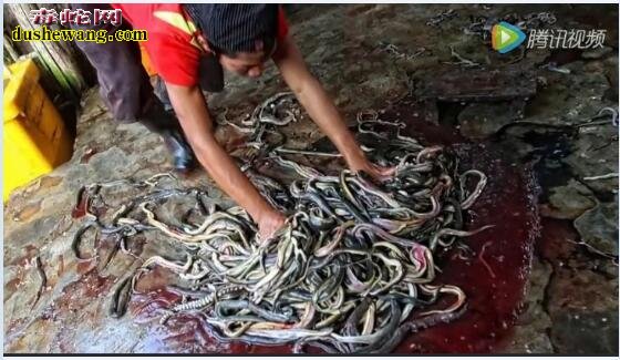 印尼蛇屠宰场杀蛇、剥蛇皮、做蛇干
