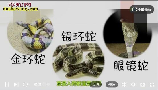 网传22岁小伙吃蛇胆送命!蛇胆能不能吃呢