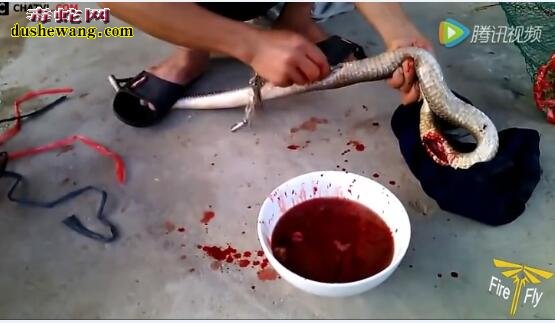 实拍越南蛇友杀眼镜蛇、放蛇血、取蛇胆
