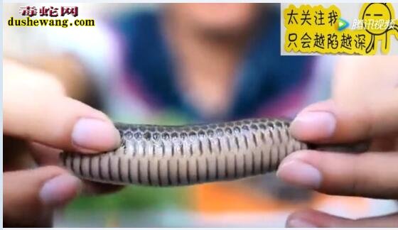 国外小伙直播吃蛇皮香肠!感觉蛇在嘴里动