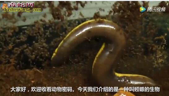 世界上最大的裸盲蛇-蚓螈