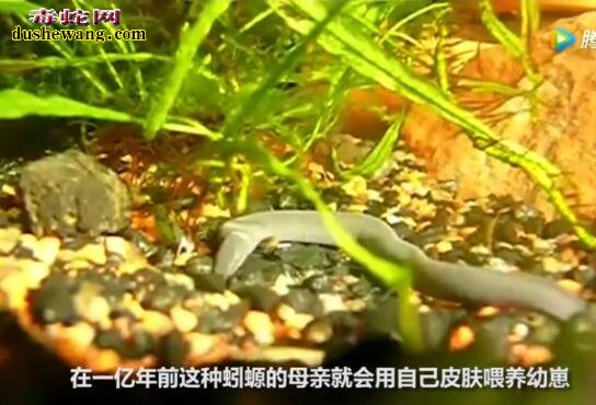 世界上最大的裸盲蛇-蚓螈