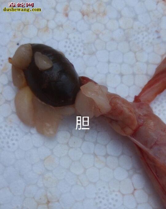 图说养蛇:蛇友死亡一小时眼镜蛇解剖诊断图解