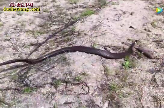 小狗捕猎黑蛇、在天敌面前蛇类很脆弱