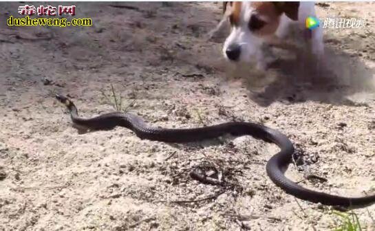 小狗捕猎黑蛇、在天敌面前蛇类很脆弱