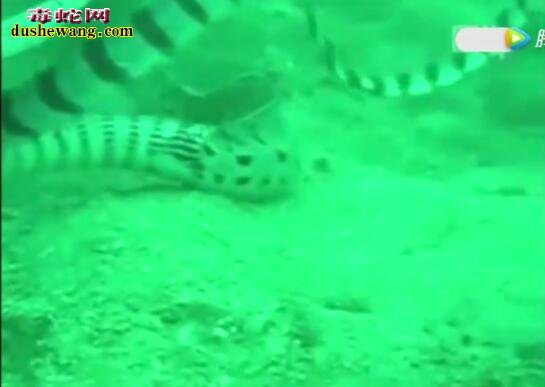 3000米海底：海蛇捕捉大鳗鱼