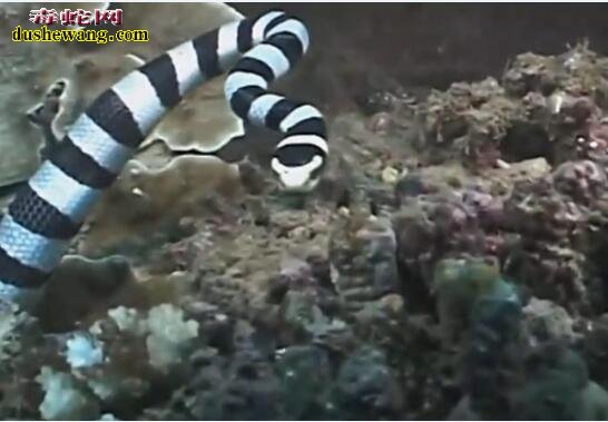 海底实拍：巨环海蛇捕食轻松捕食大鳗鱼