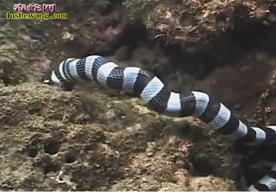 海底实拍:巨环海蛇捕食轻松捕食大鳗鱼