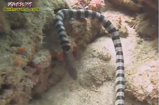 海底实拍:巨环海蛇捕食轻松捕食大鳗鱼