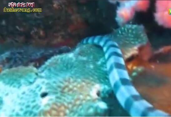 巨环海蛇：海洋中无处不在的致命“杀手”
