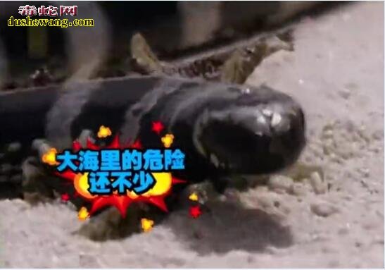 巨环海蛇:海洋中无处不在的致命“杀手”