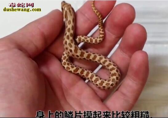 猪鼻蛇:超萌、微毒的宠物蛇品种