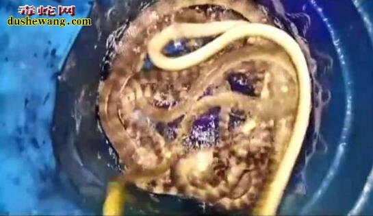 大爷用几十条剧毒海蛇泡酒,倒入酒后毒蛇反应剧烈!