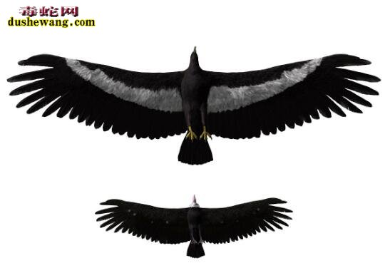 史前最大的鸟类：阿根廷巨鹰、体重70公斤、翼展8米！