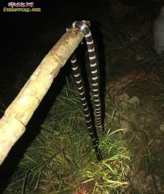 毒蛇喂狗!剧毒银环蛇被钓友打死落到喂狗的下场!