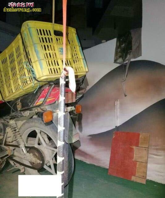 毒蛇喂狗!剧毒银环蛇被钓友打死落到喂狗的下场!