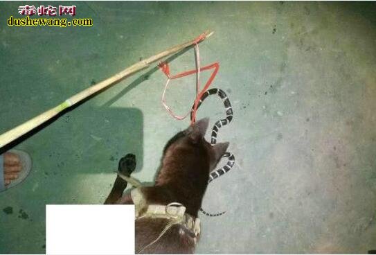 毒蛇喂狗!剧毒银环蛇被钓友打死落到喂狗的下场!